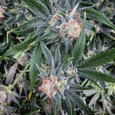 Buy Cannabis Online Sydney, Australia